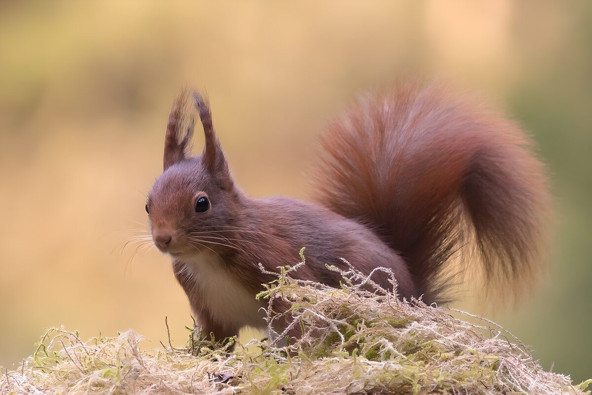 Red squirrel poised on a mossy mound