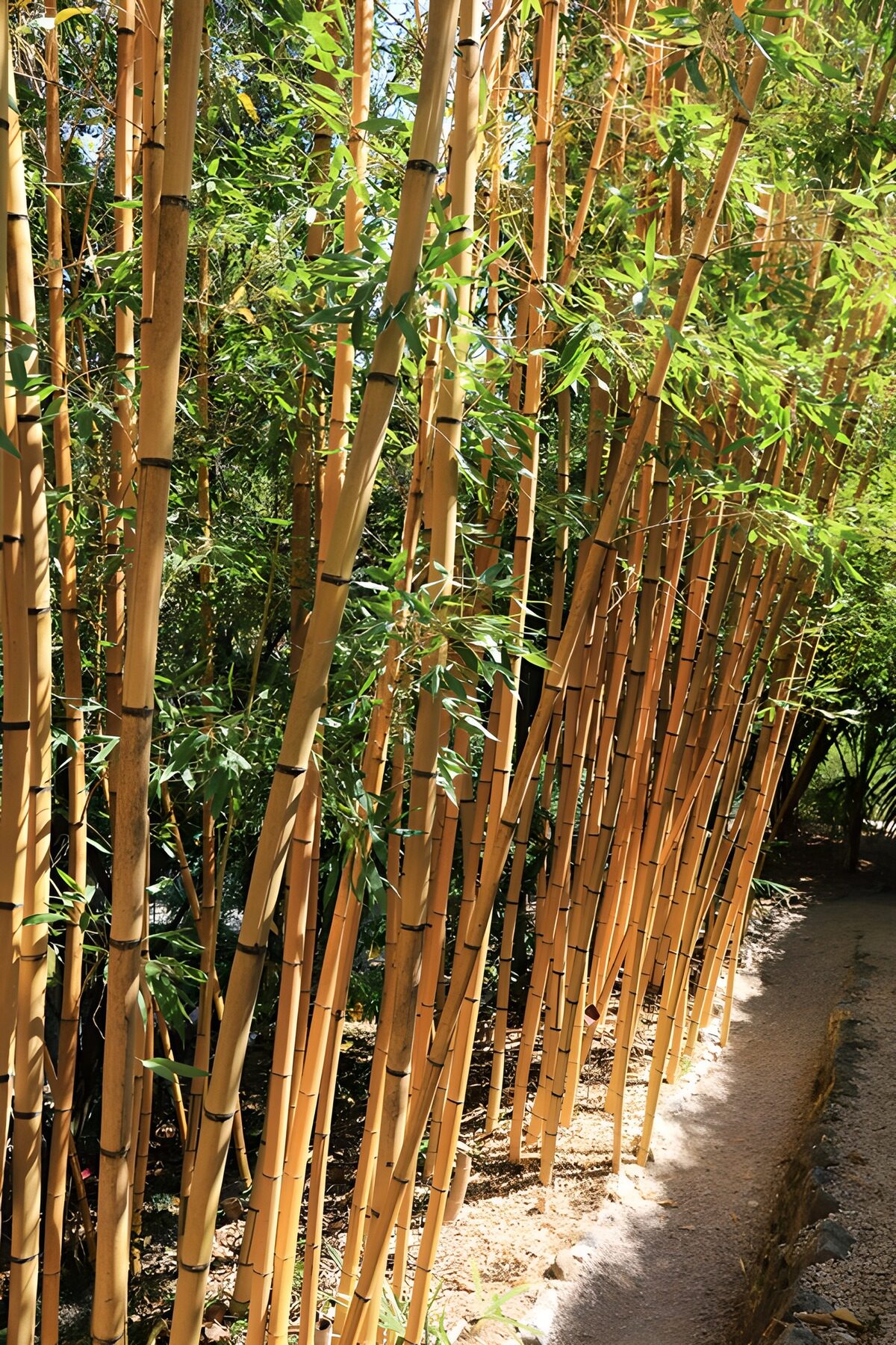 Sunlit bamboo beside a winding path