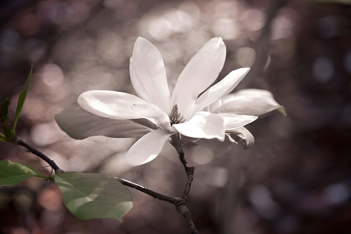 White magnolia in soft natural light