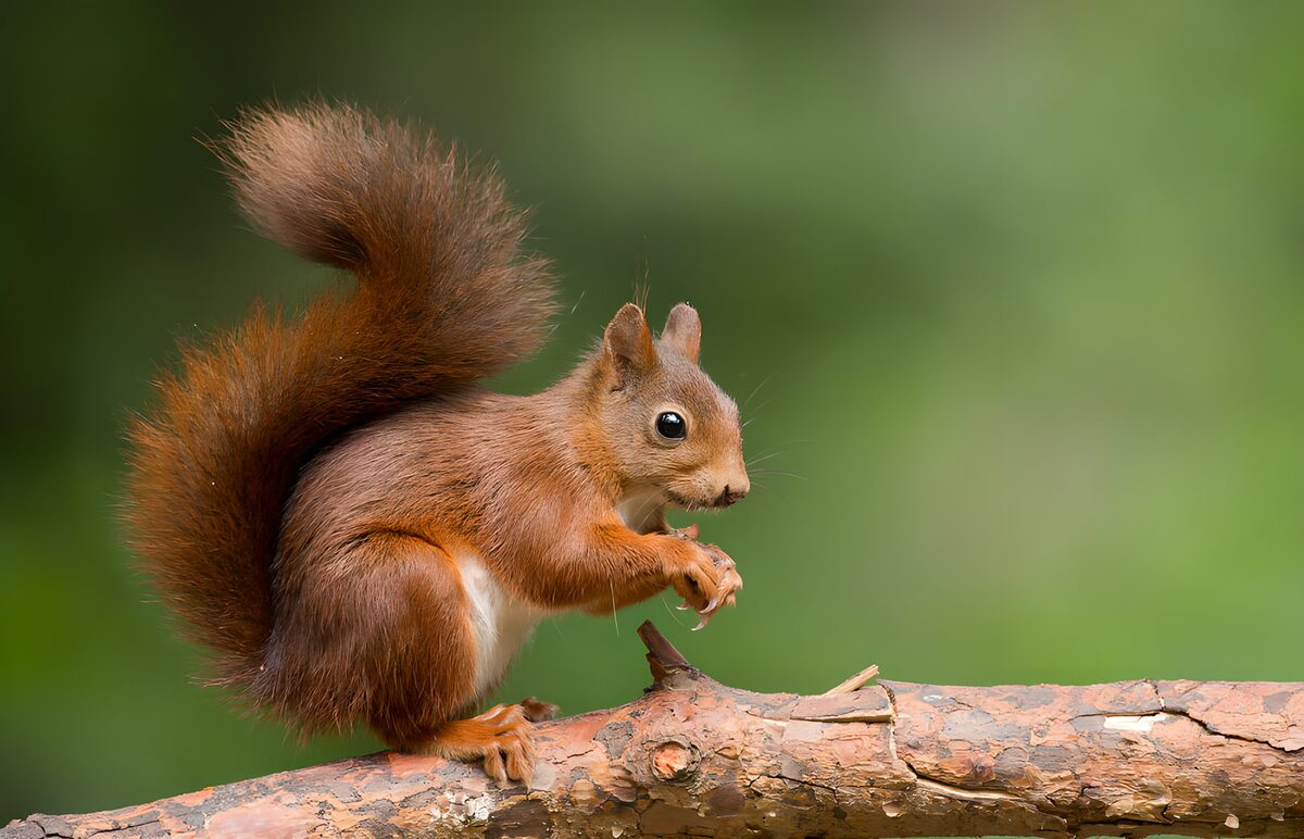 Red squirrel alert on a rugged branch