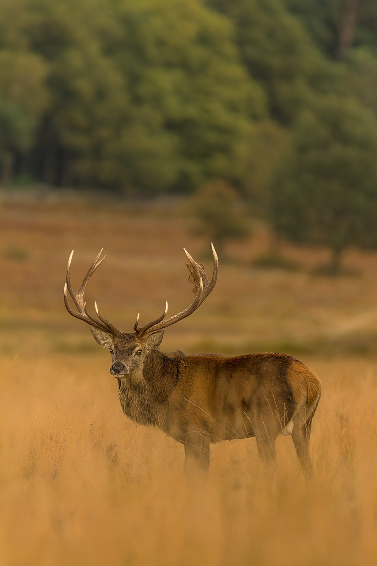 Red deer stag keeping watch in golden grass