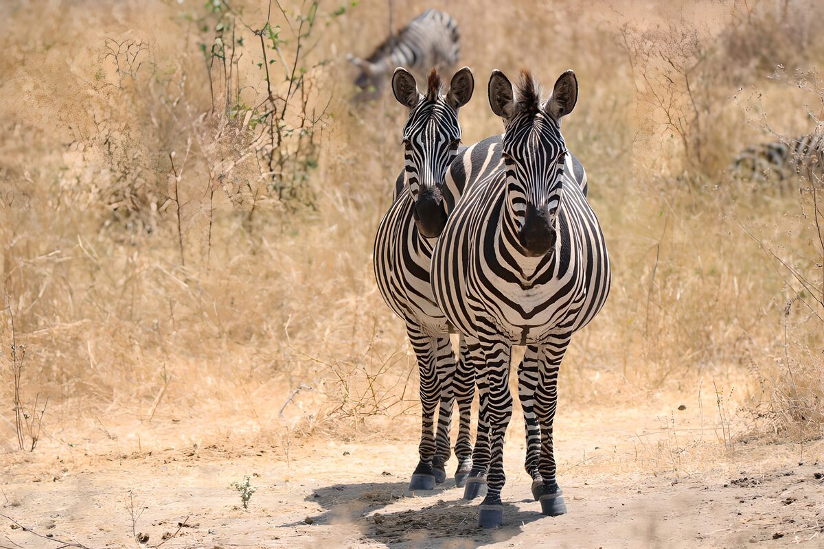 Two zebras on a sunlit path
