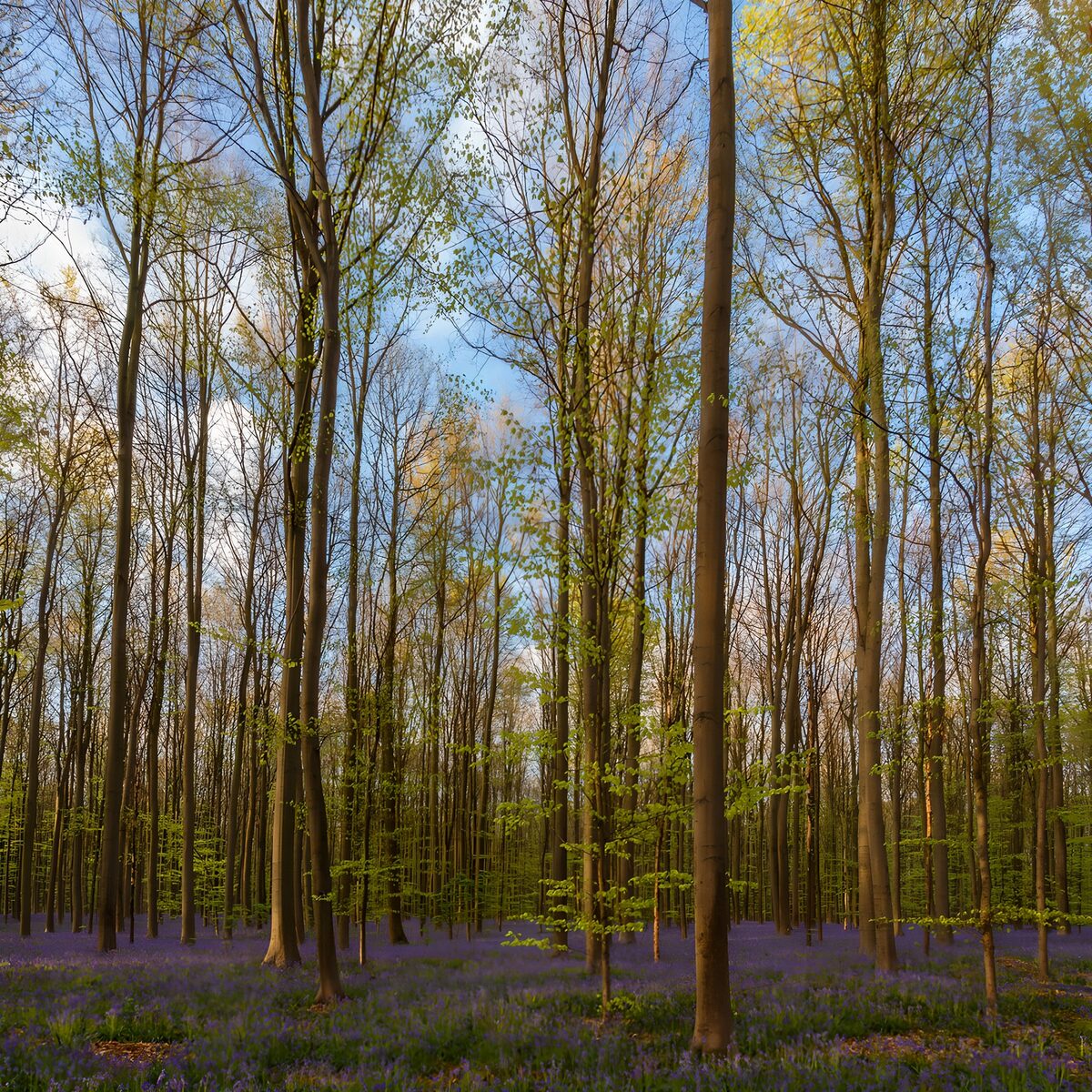 Spring woodland with blue flowers