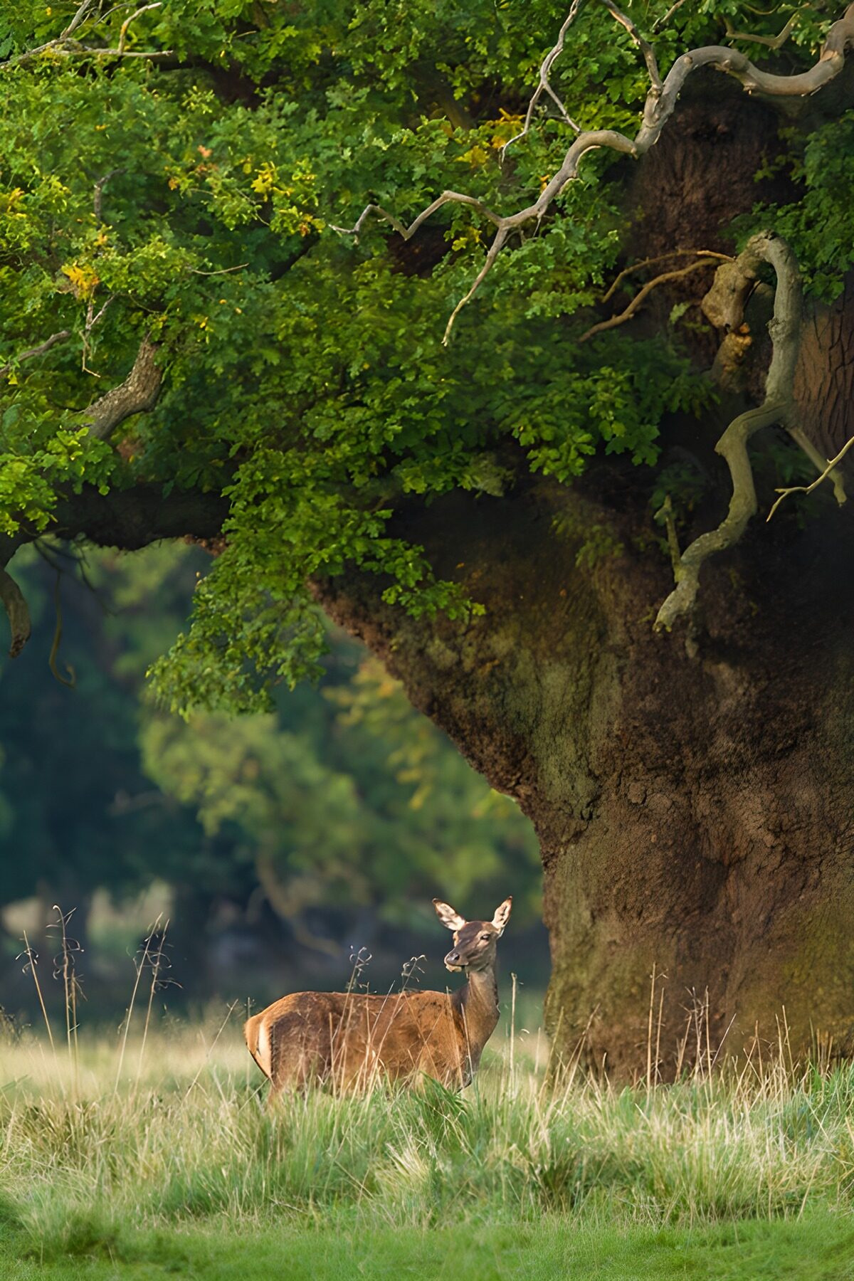 Deer in tall grass beside an old tree