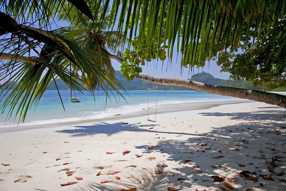 Palm swing on a sunlit tropical beach