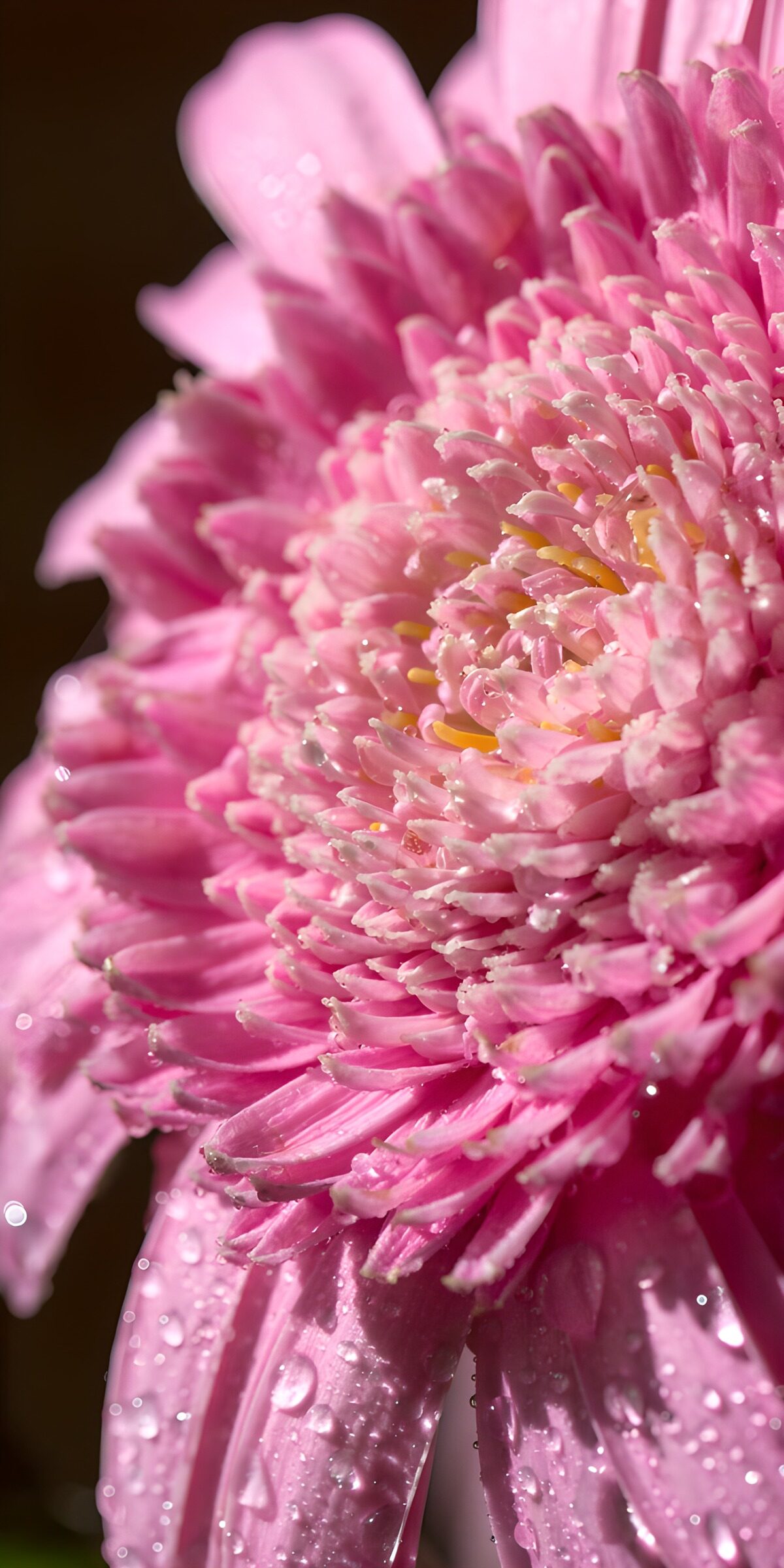 Pink flower in a shimmer of droplets