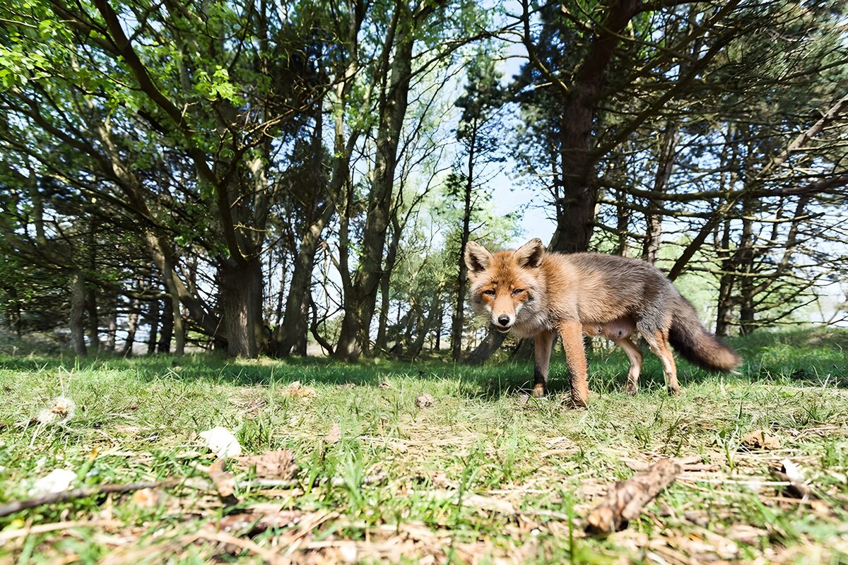 Red fox on sunlit woodland grass