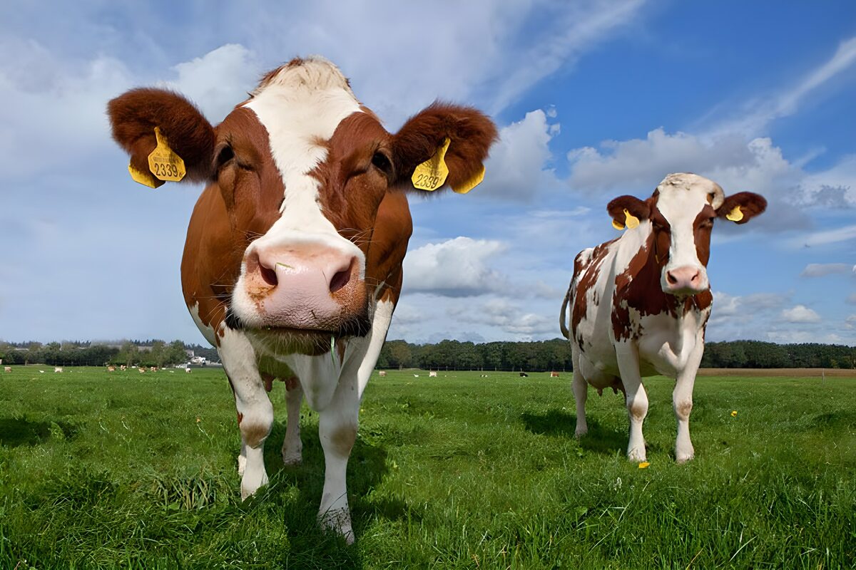 Two brown-and-white cows in the sunshine