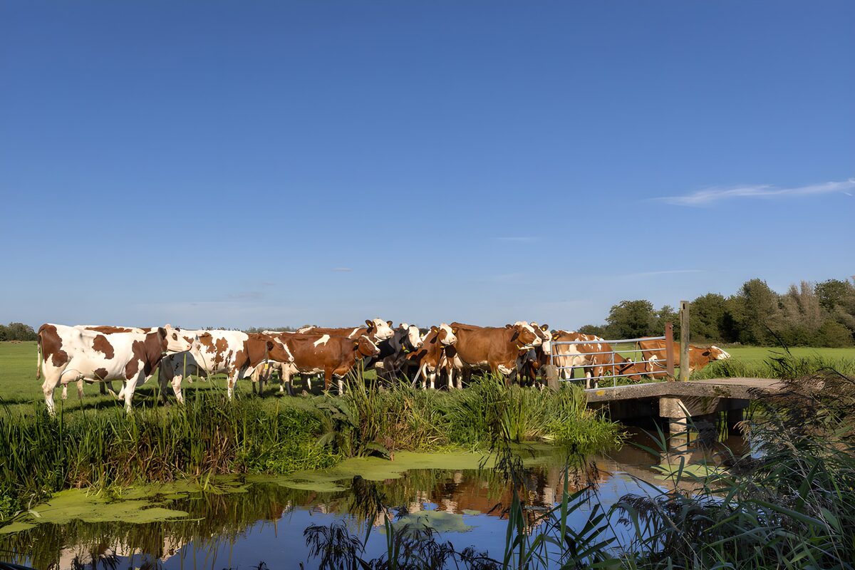 Cattle by a sunlit pasture ditch