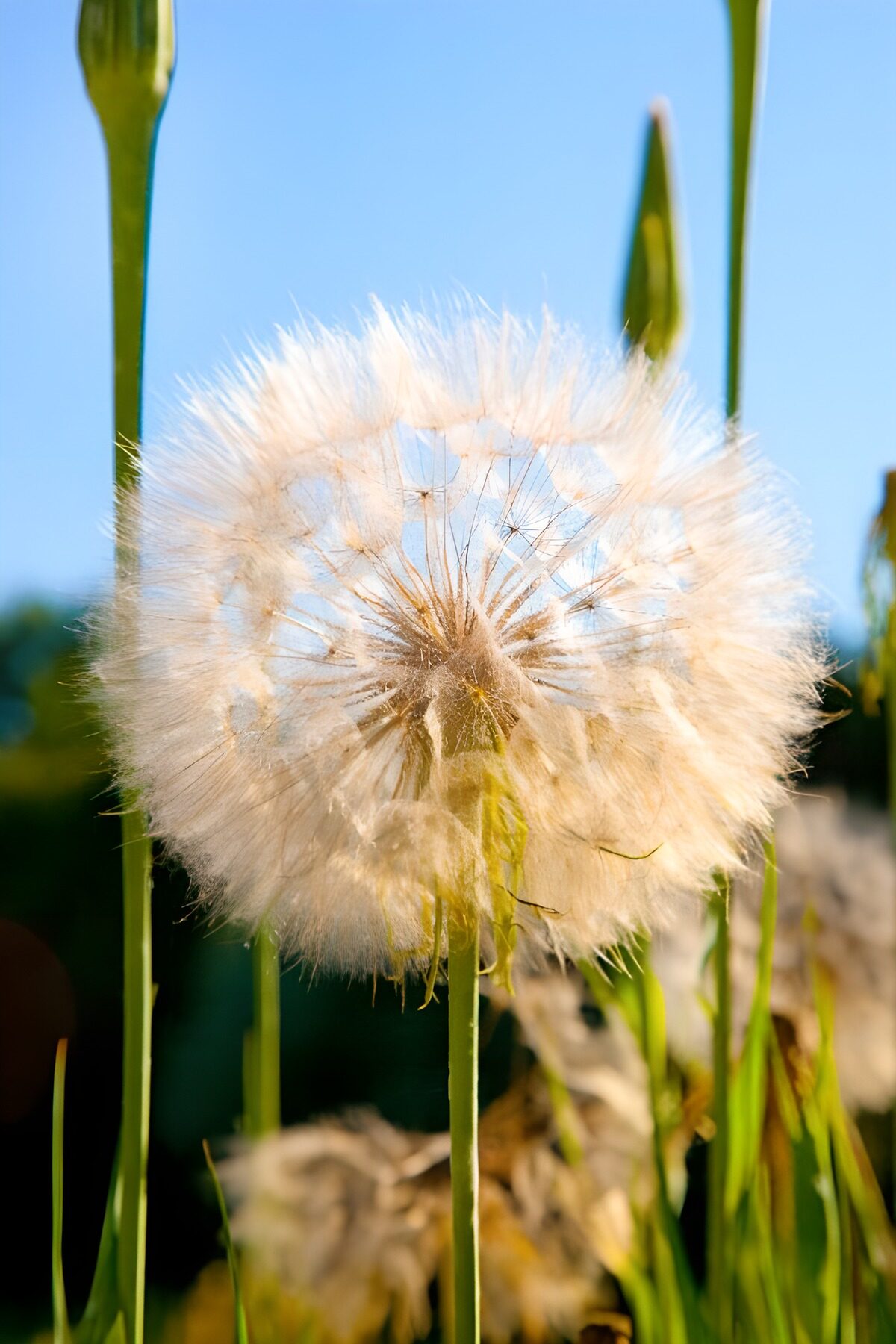 A seed head spun from golden light