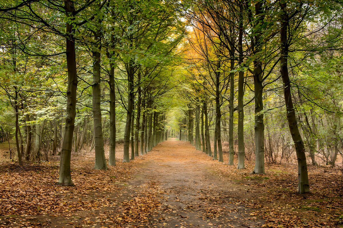 Autumn woodland avenue in soft light