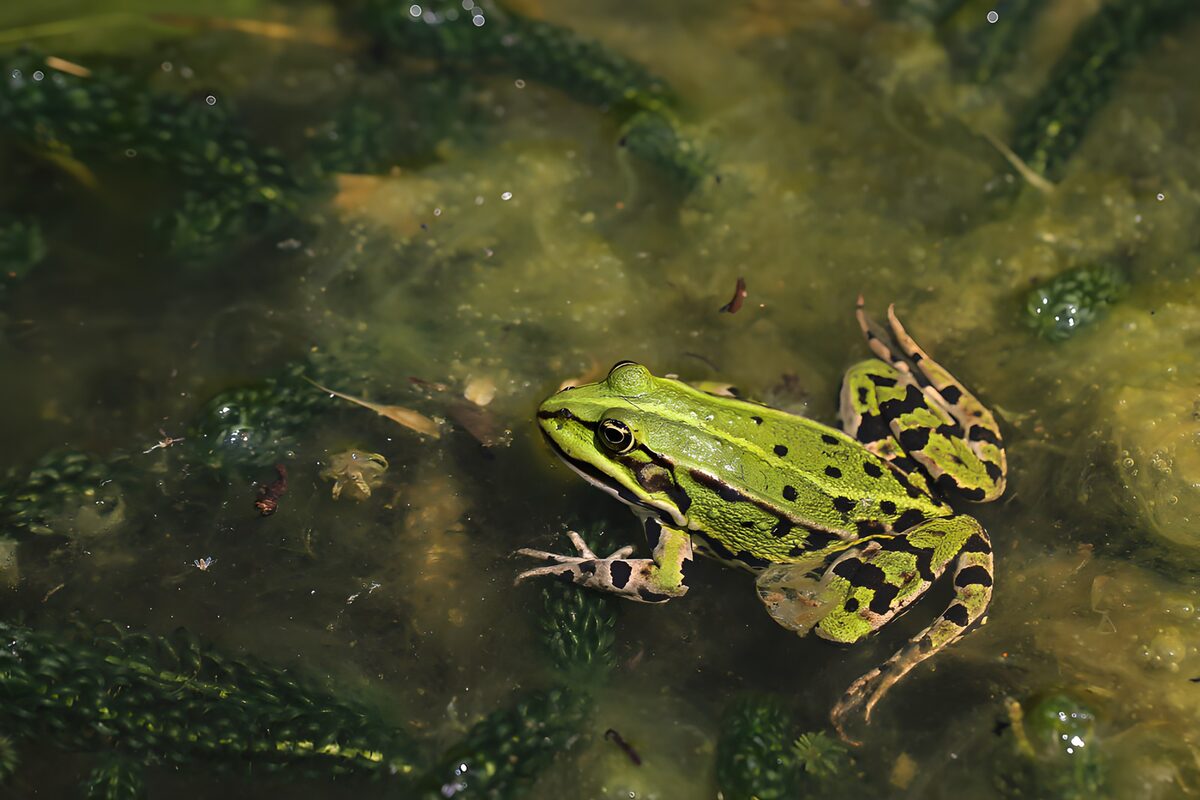 Green frog resting in shallow water