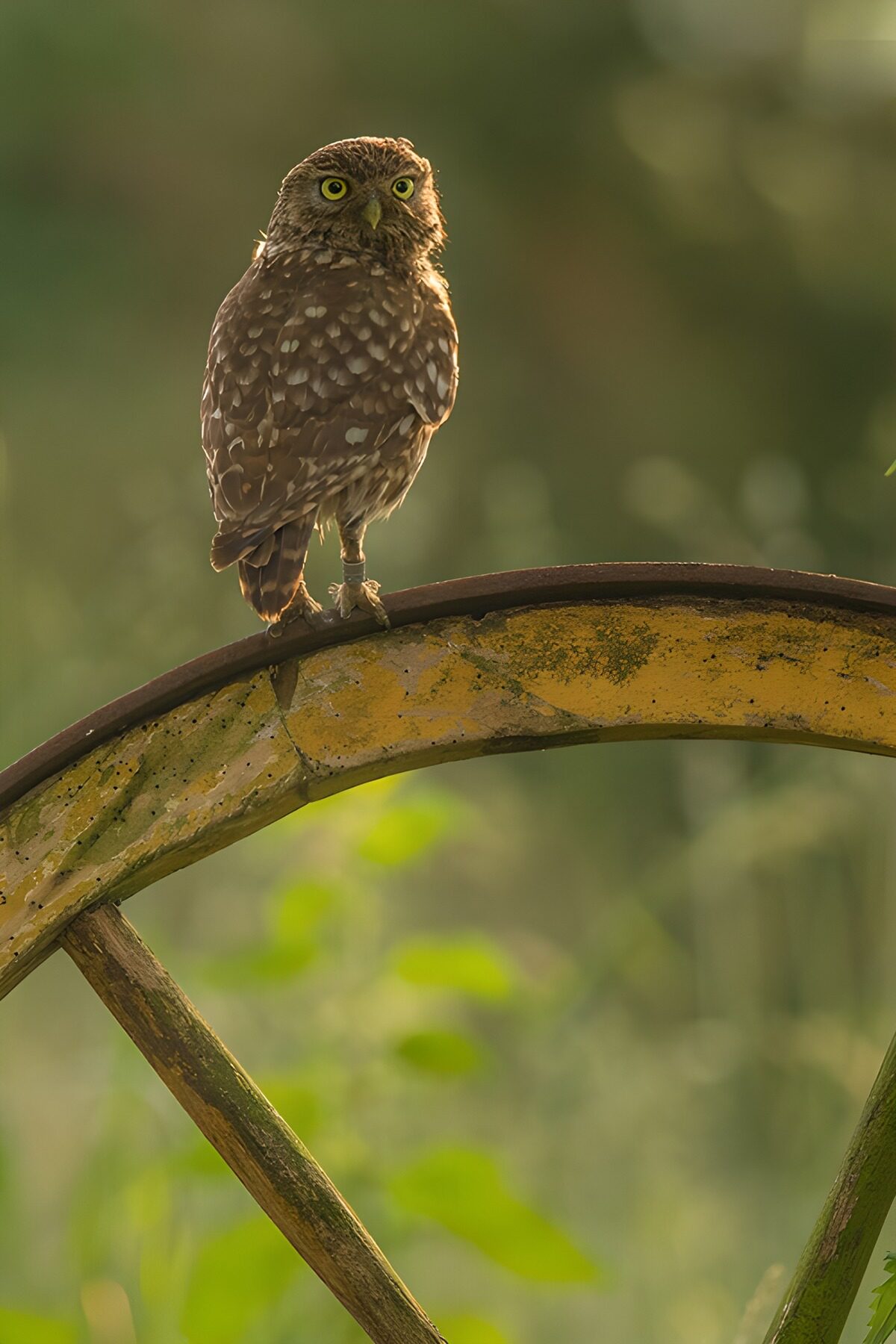 Owl on a sunlit wooden wheel