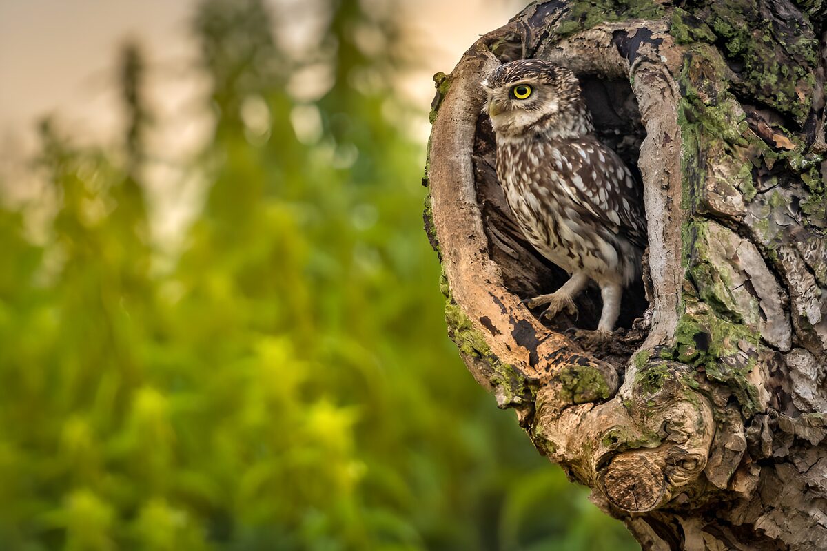 Owl on watch in a tree hollow