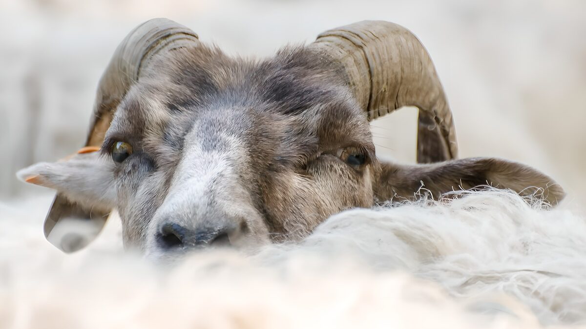 Ram close-up in soft light