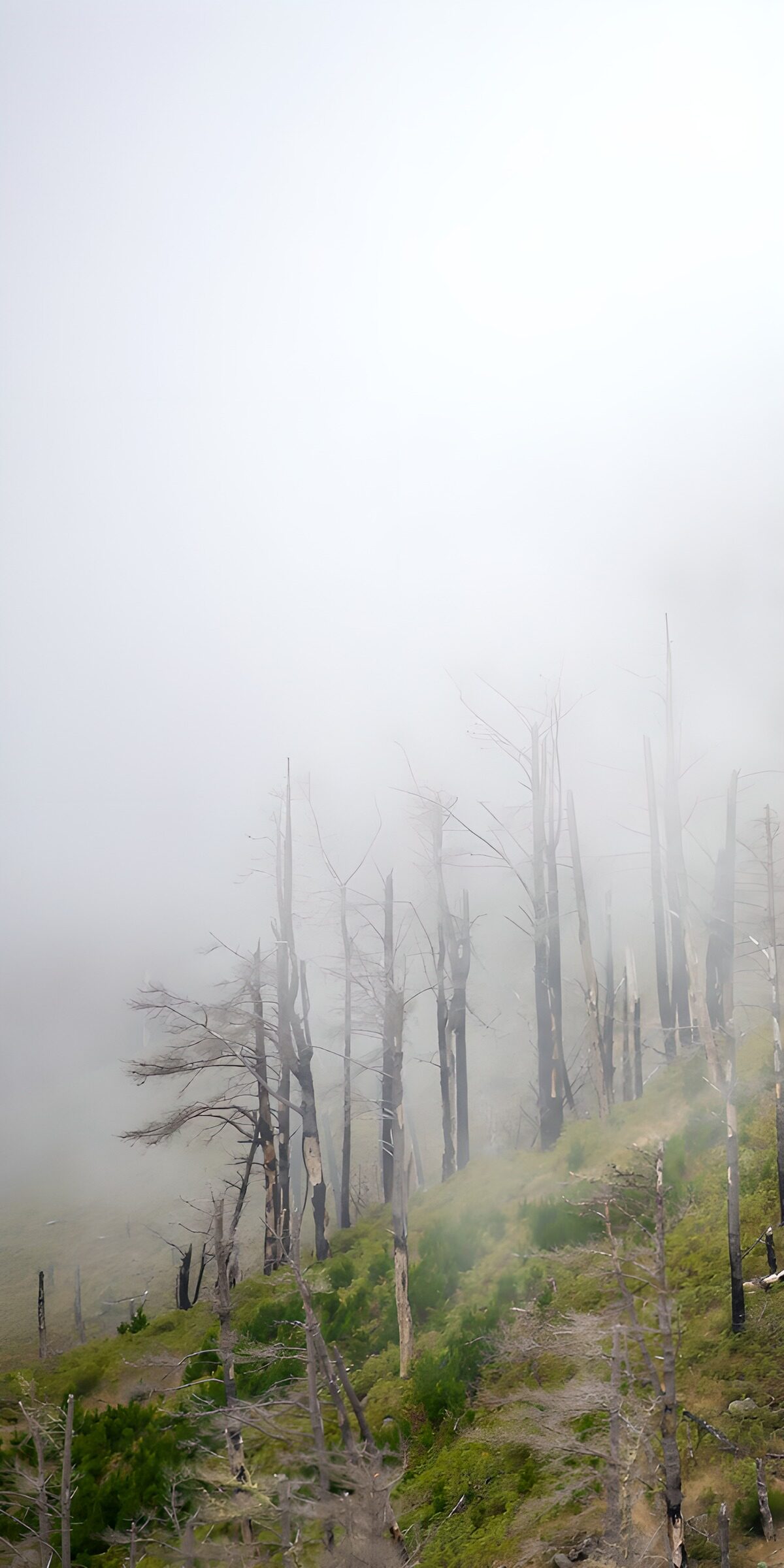 Dead trees on a misty hillside