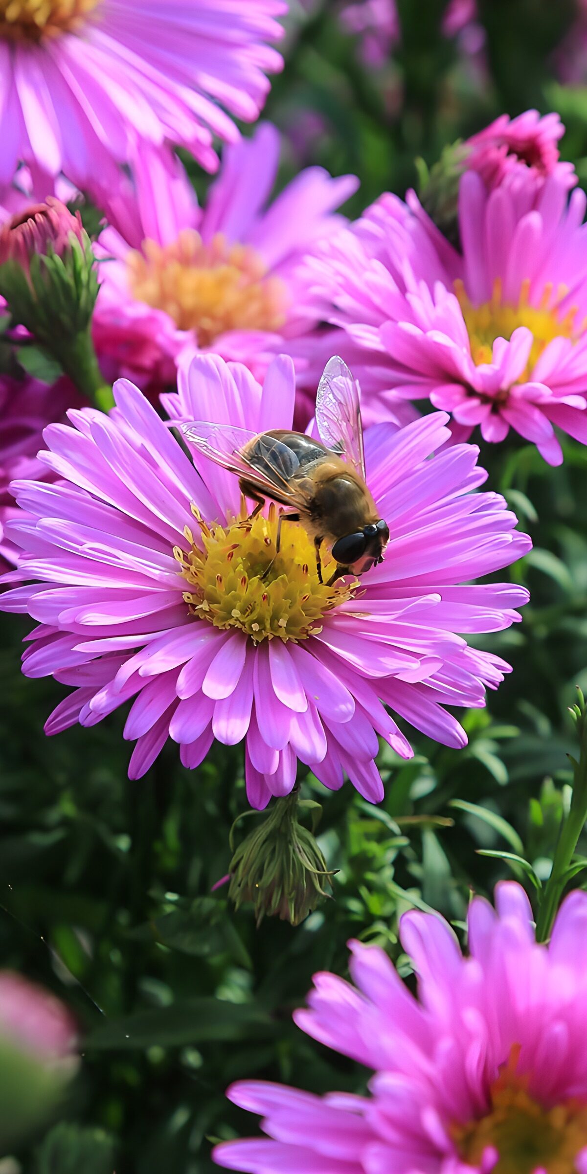 Hoverfly on a sunlit purple aster