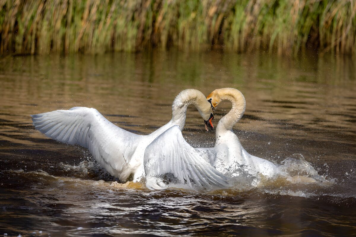 Two mute swans clash in a splash of water