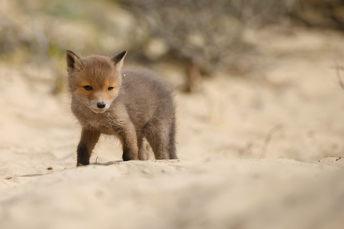 An alert fox cub on pale sand