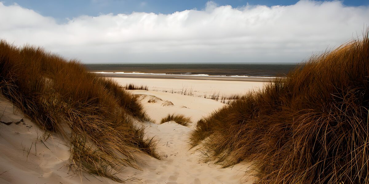 A sandy path through windswept dunes