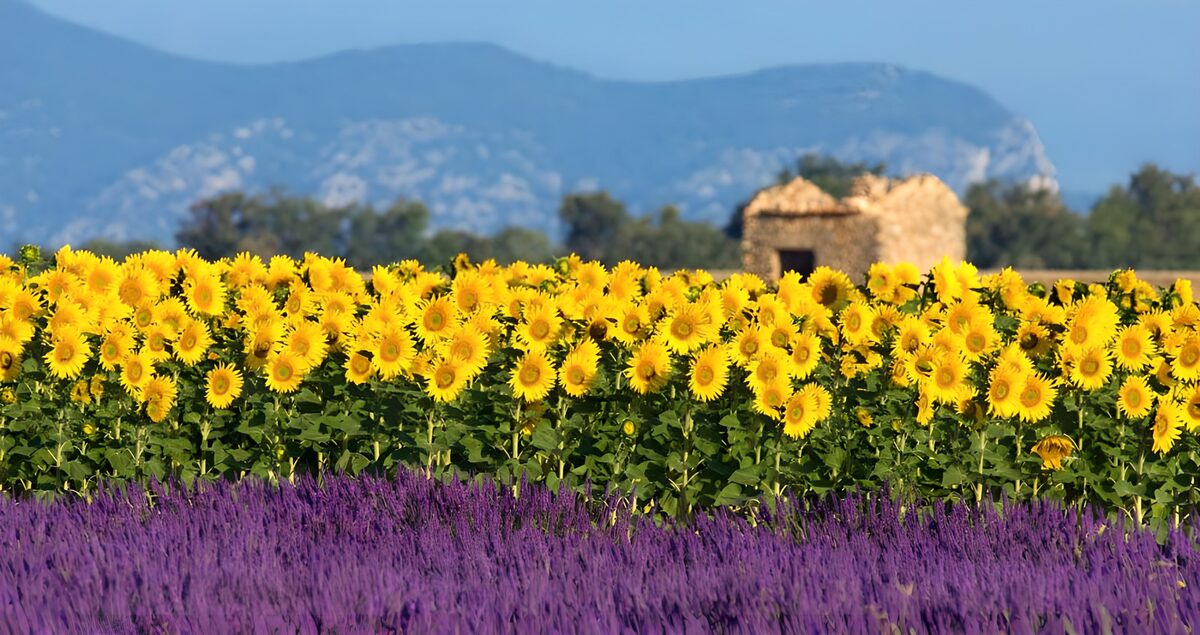 Sunlit lavender and sunflower fields