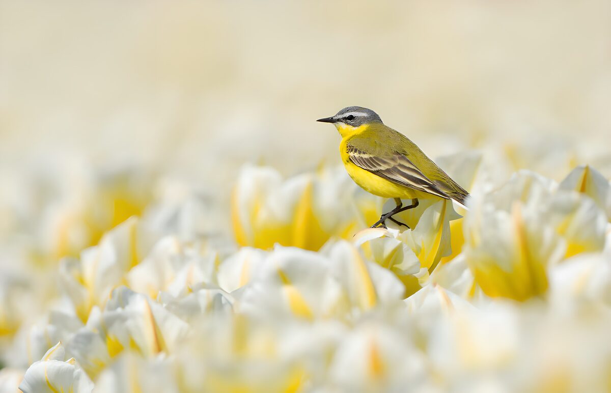 Yellow wagtail perched on a white tulip