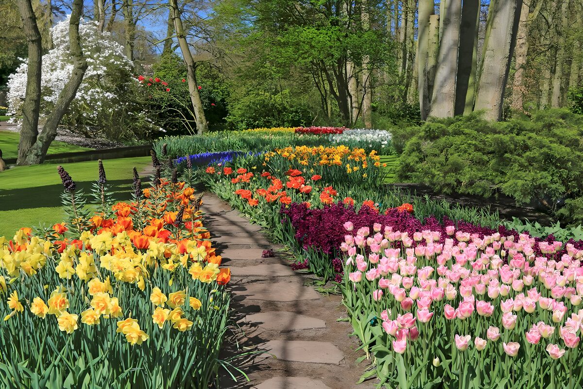 Sunlit tulips and daffodils by a stone path