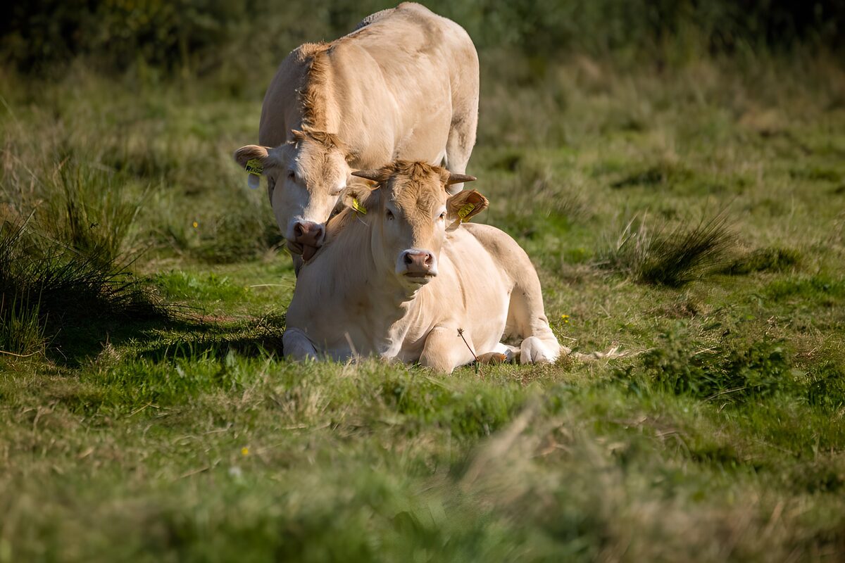 Two cream cattle, one lying in the grass
