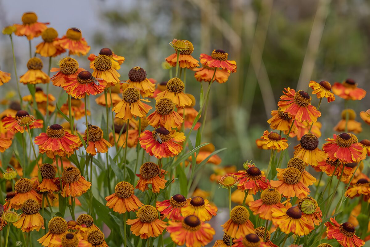 Yellow, orange and red garden flowers
