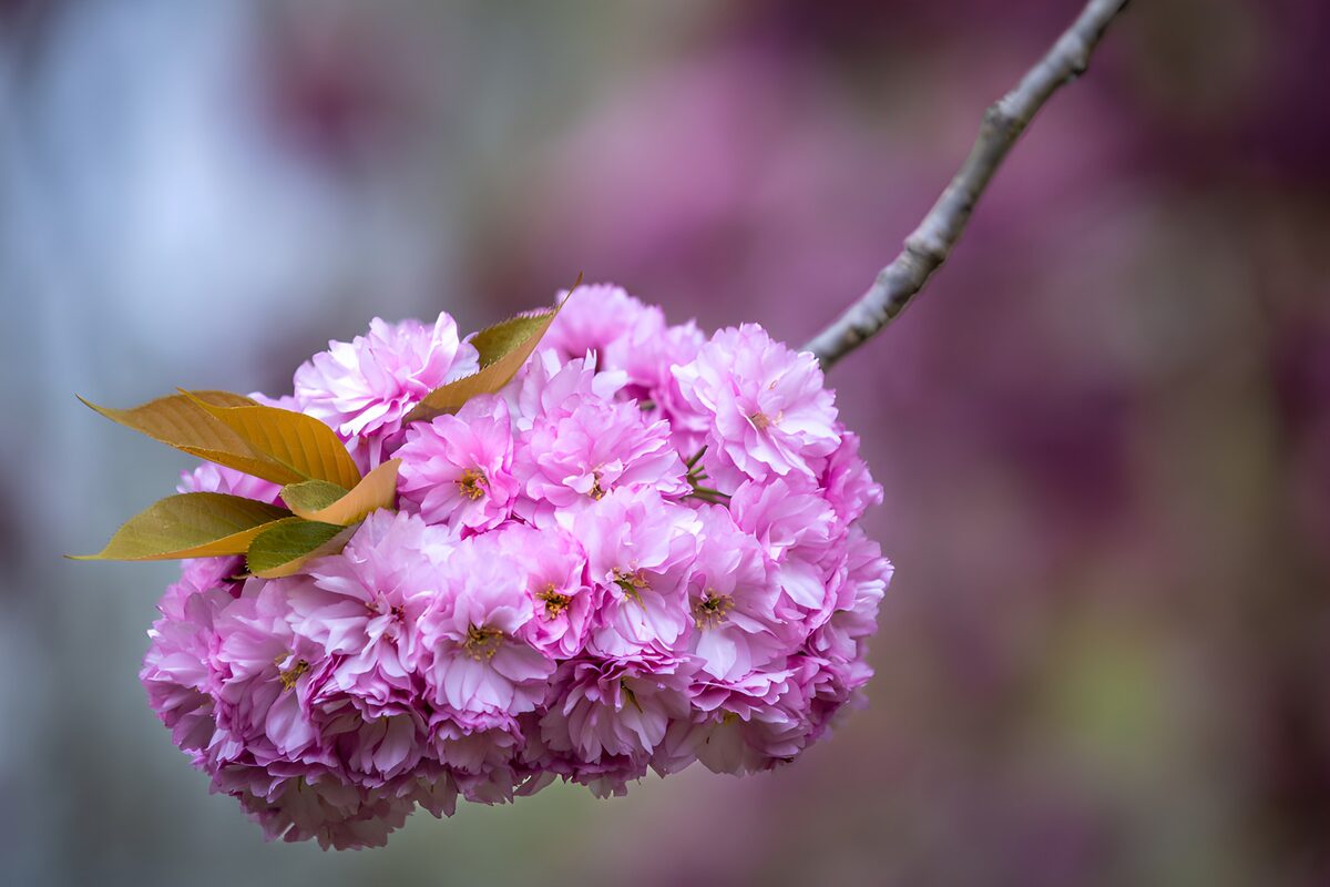 Pink cherry blossom in soft light