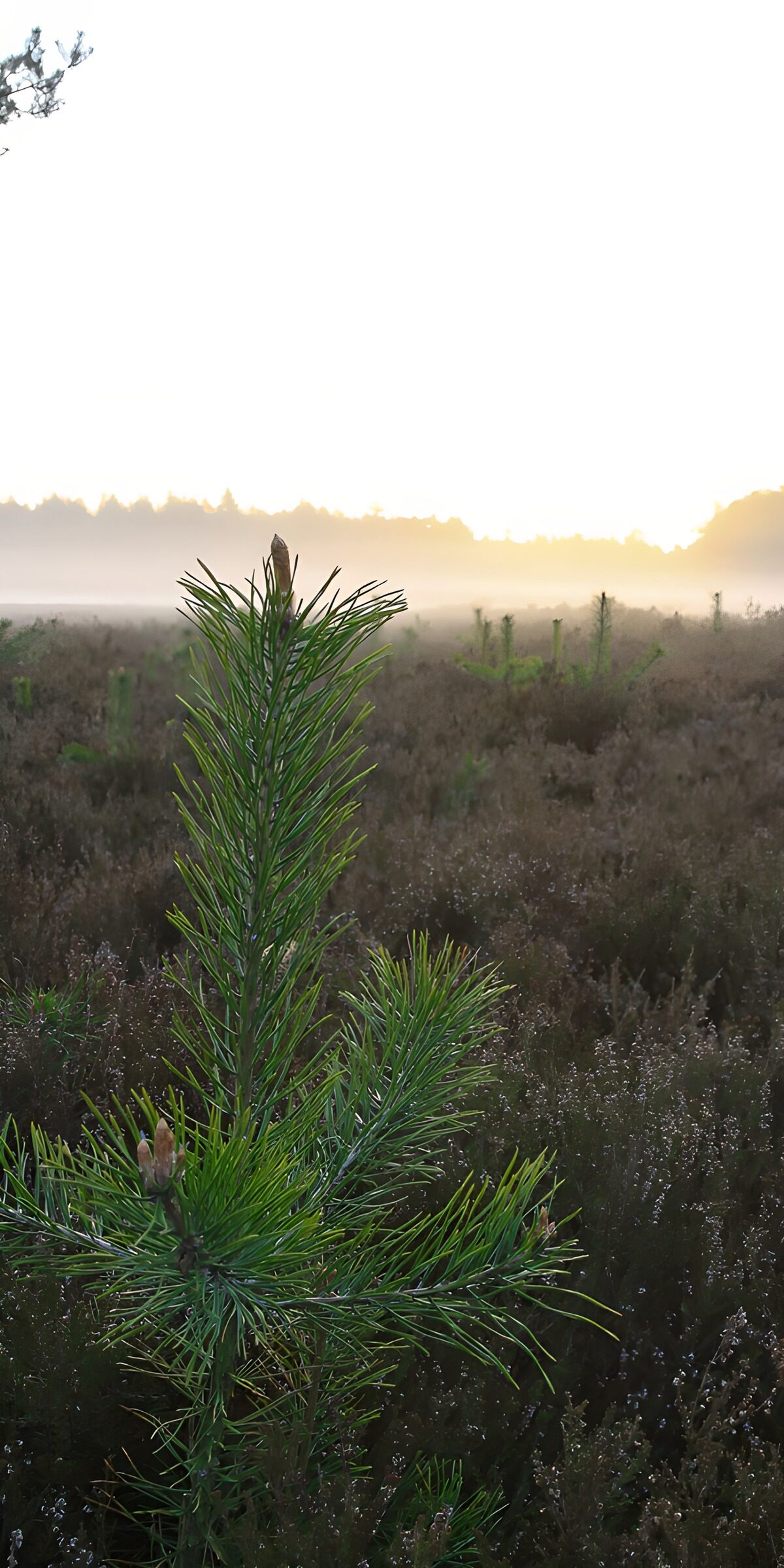 Young pine on a misty heath