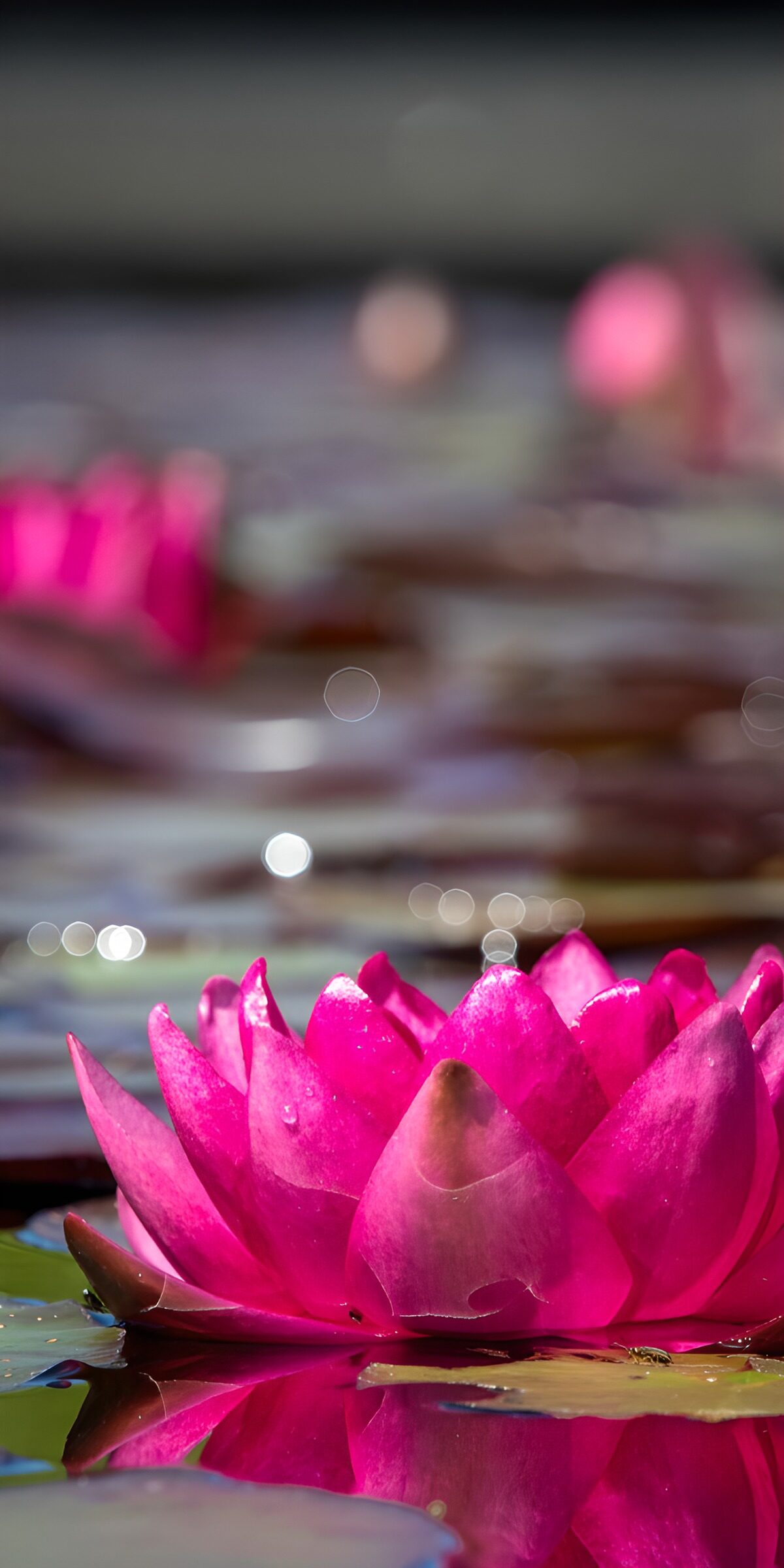 Pink water lily in the sunlight