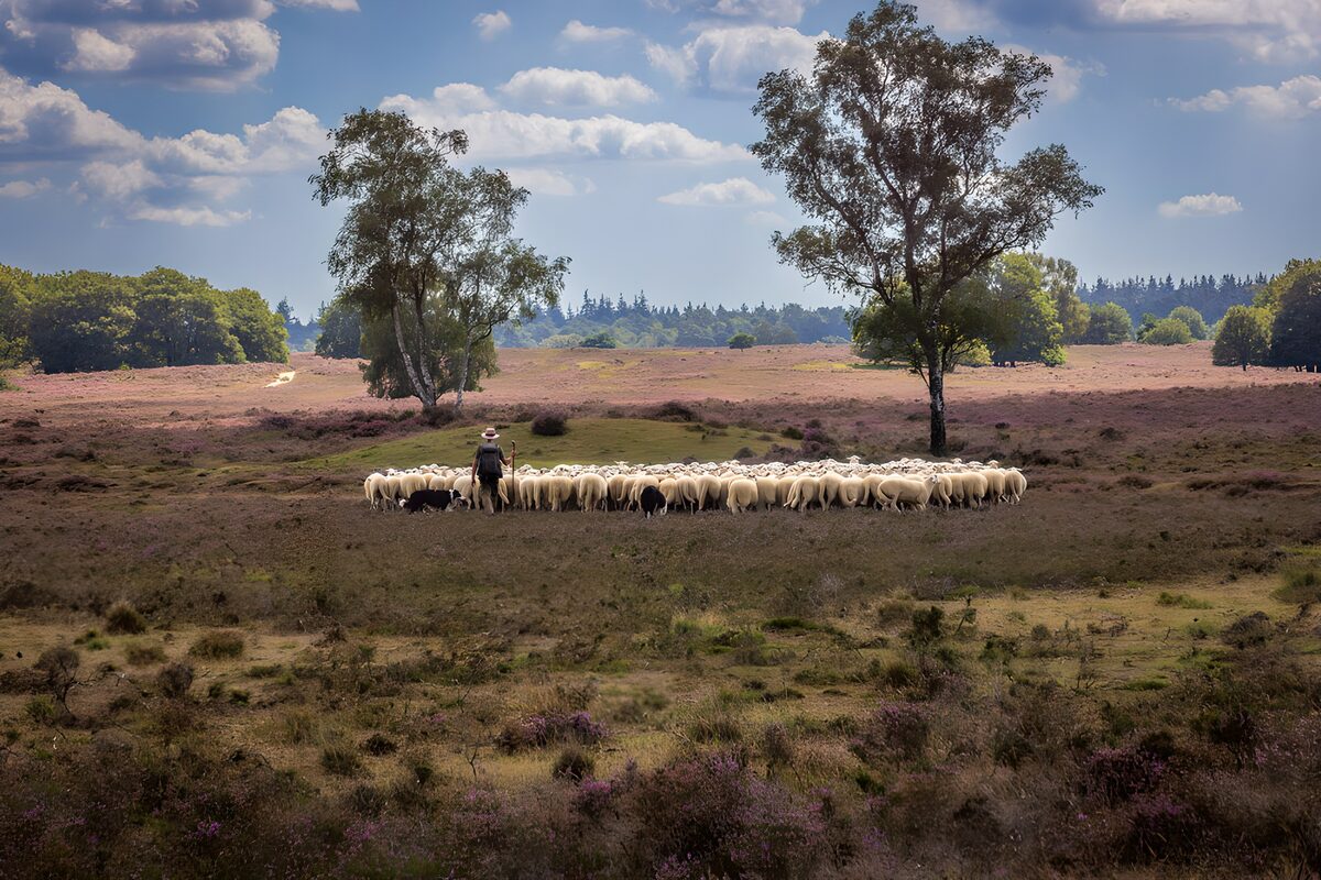 Shepherd and flock on the quiet heath