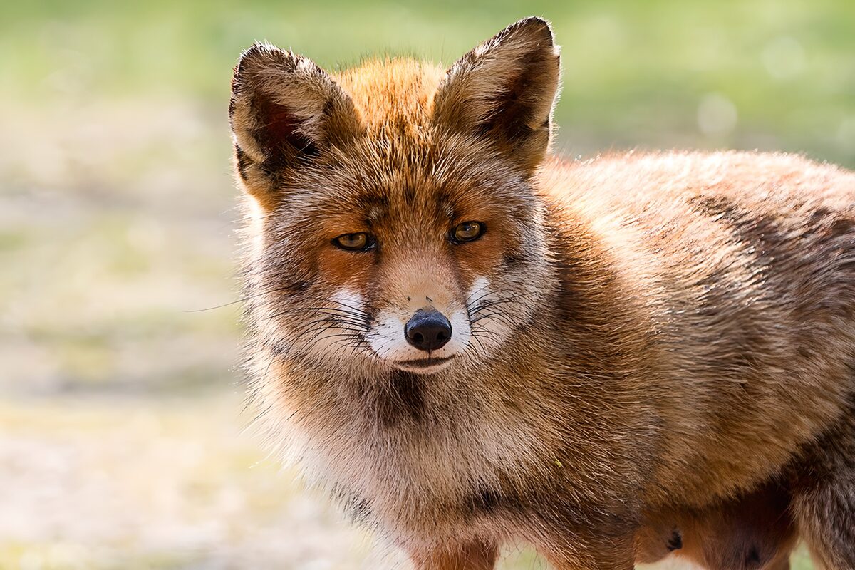 Red fox with a watchful gaze