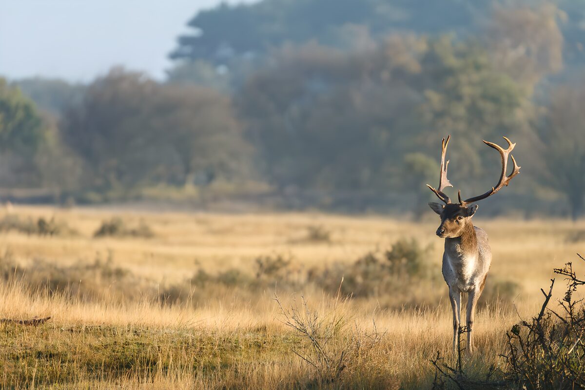 Fallow stag in sunlit grass