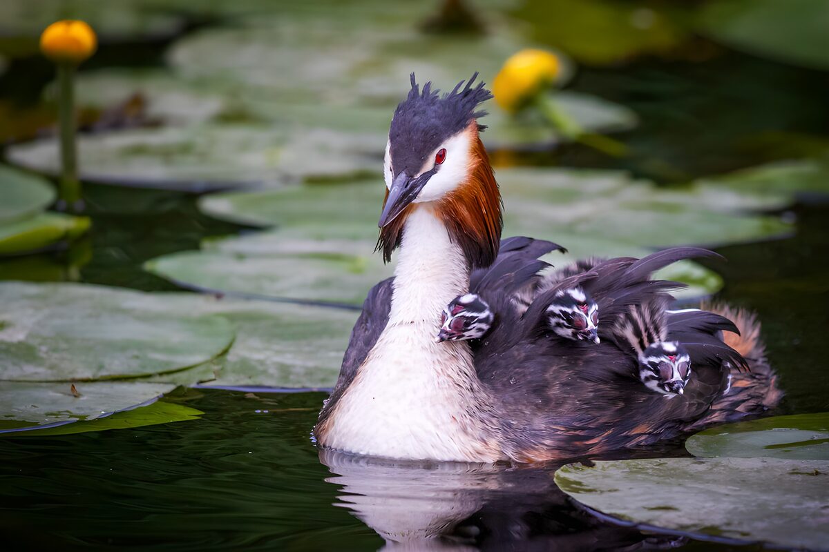Great crested grebe with chicks aboard
