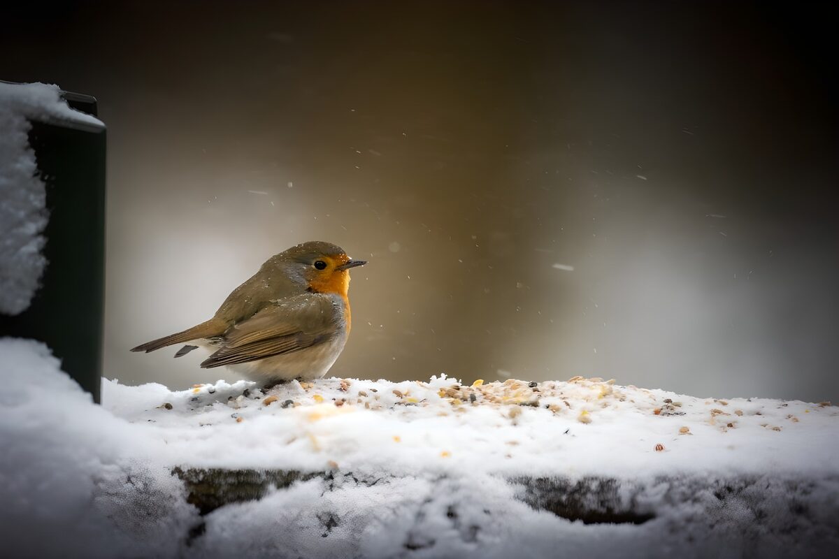 Robin on a snow-covered feeding table