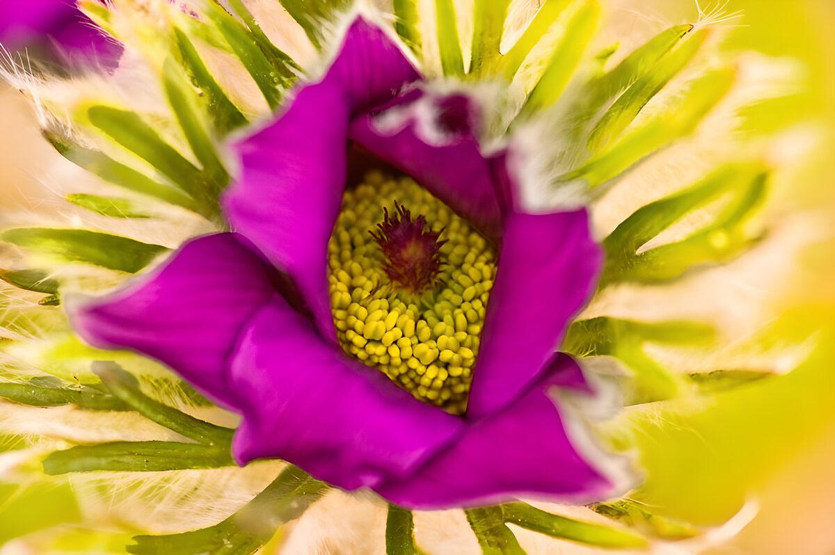 Purple flower in warm sunlight