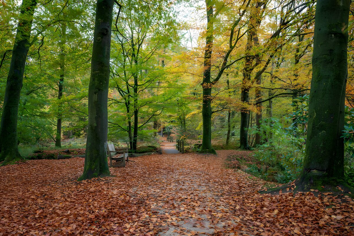 A copper carpet through the woods