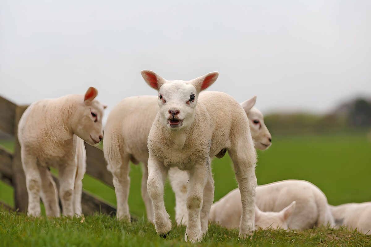 Lambs at ease in a green field