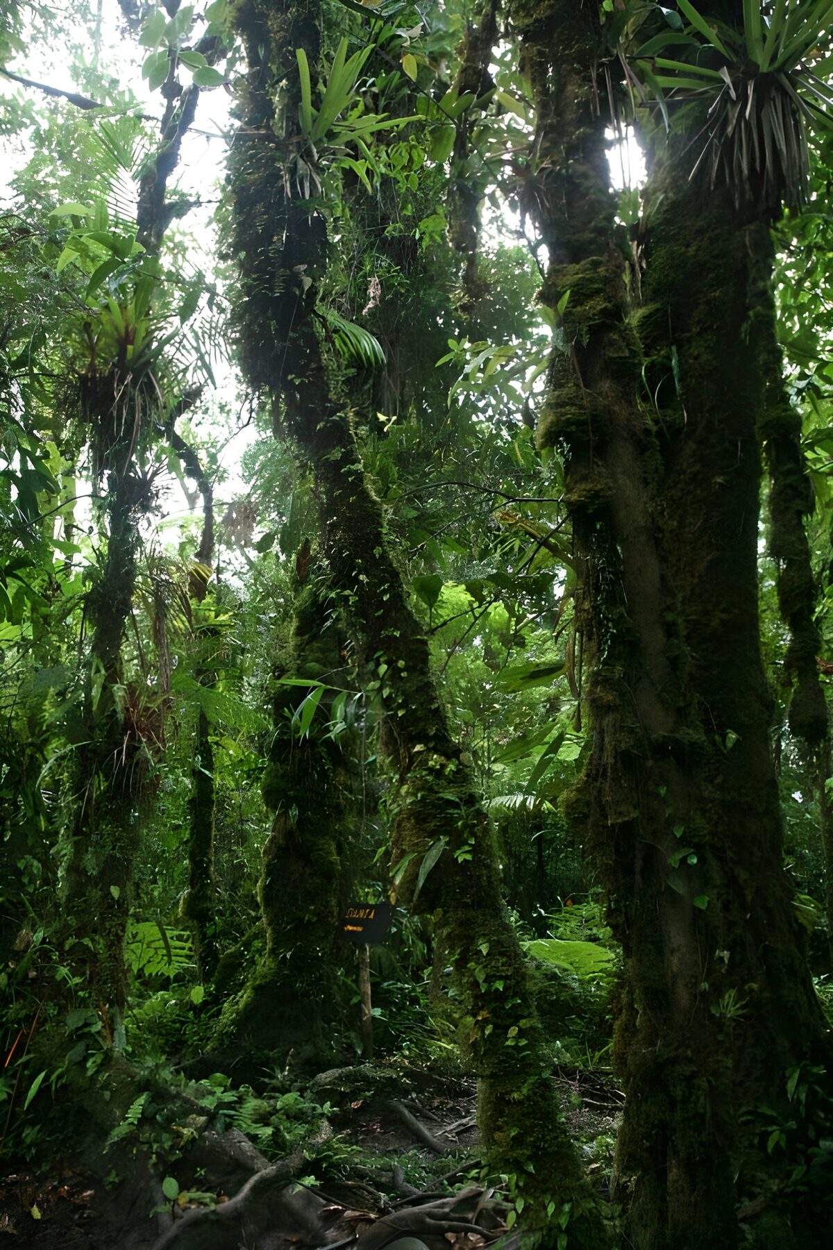Mossy trunks in the rainforest shade