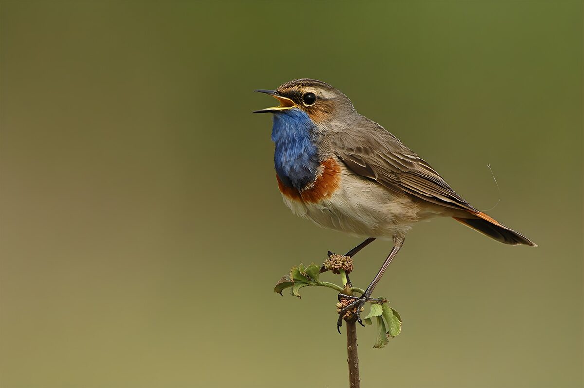 Bluethroat singing on a slender stem