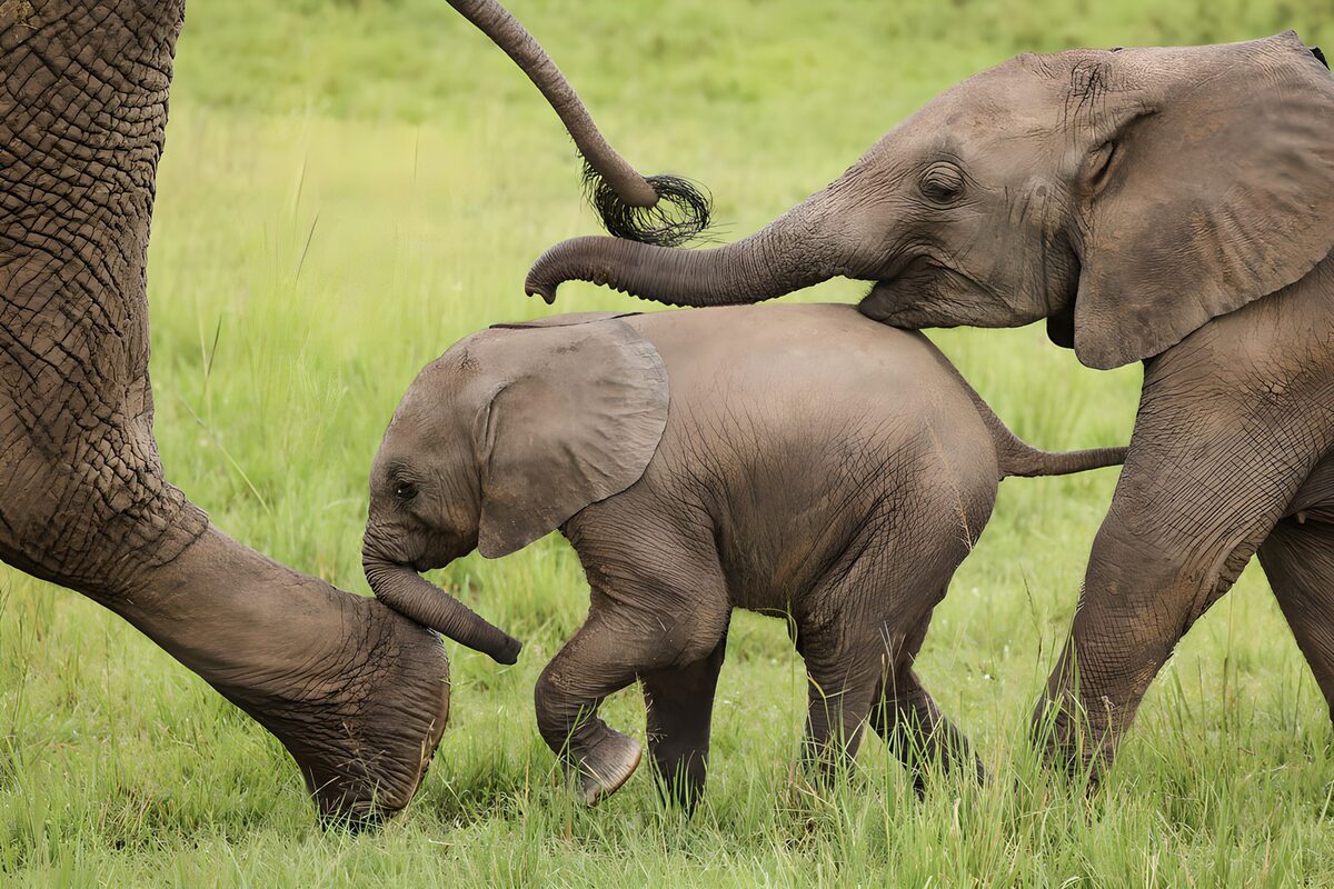 Elephant calf walking close to the herd