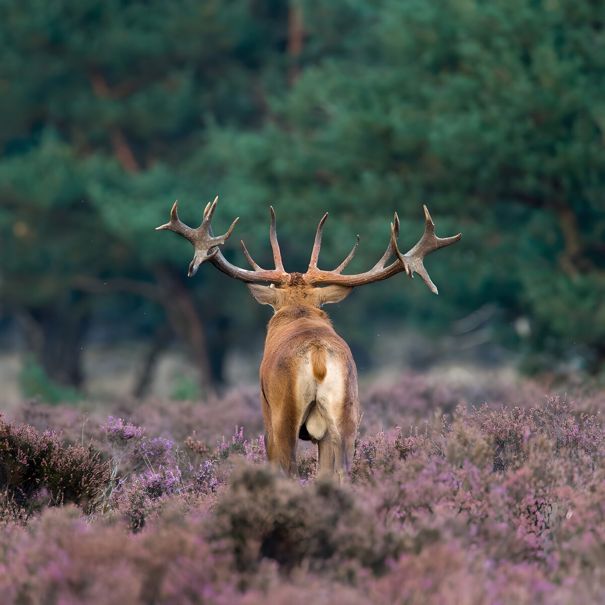 Red deer stag in flowering heather