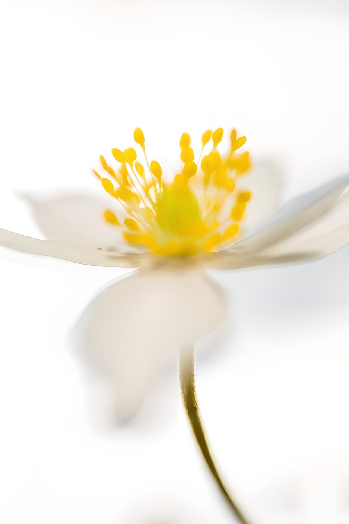 A white flower with a heart of gold