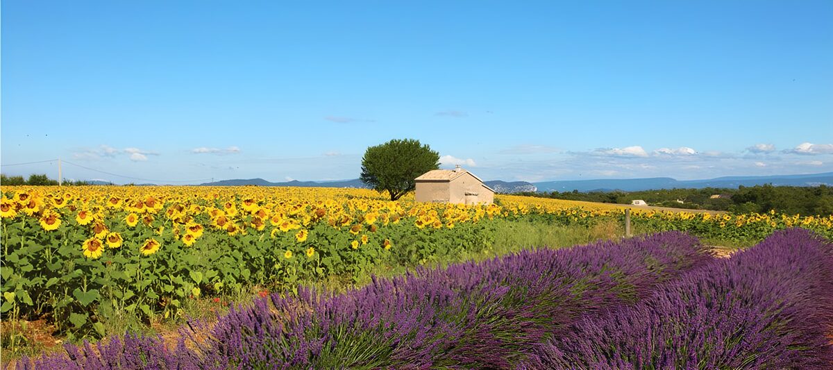 Sunflowers and lavender in summer