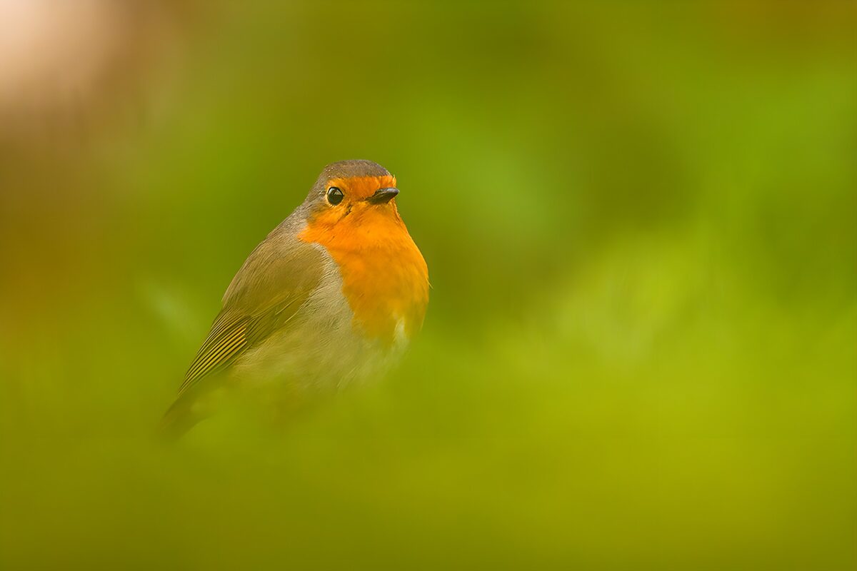 Robin close-up in soft green