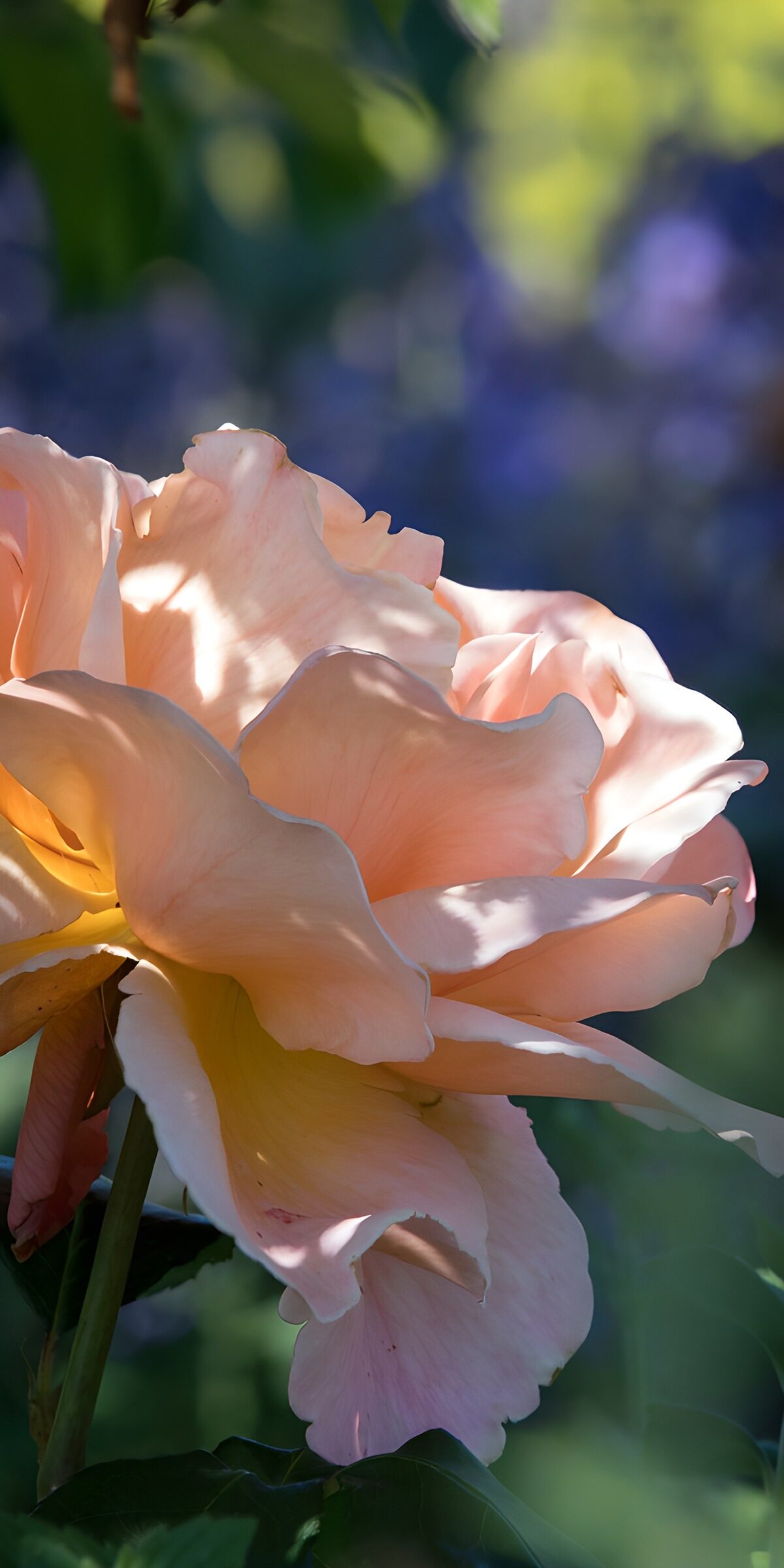 Sunlit rose in pink and peach