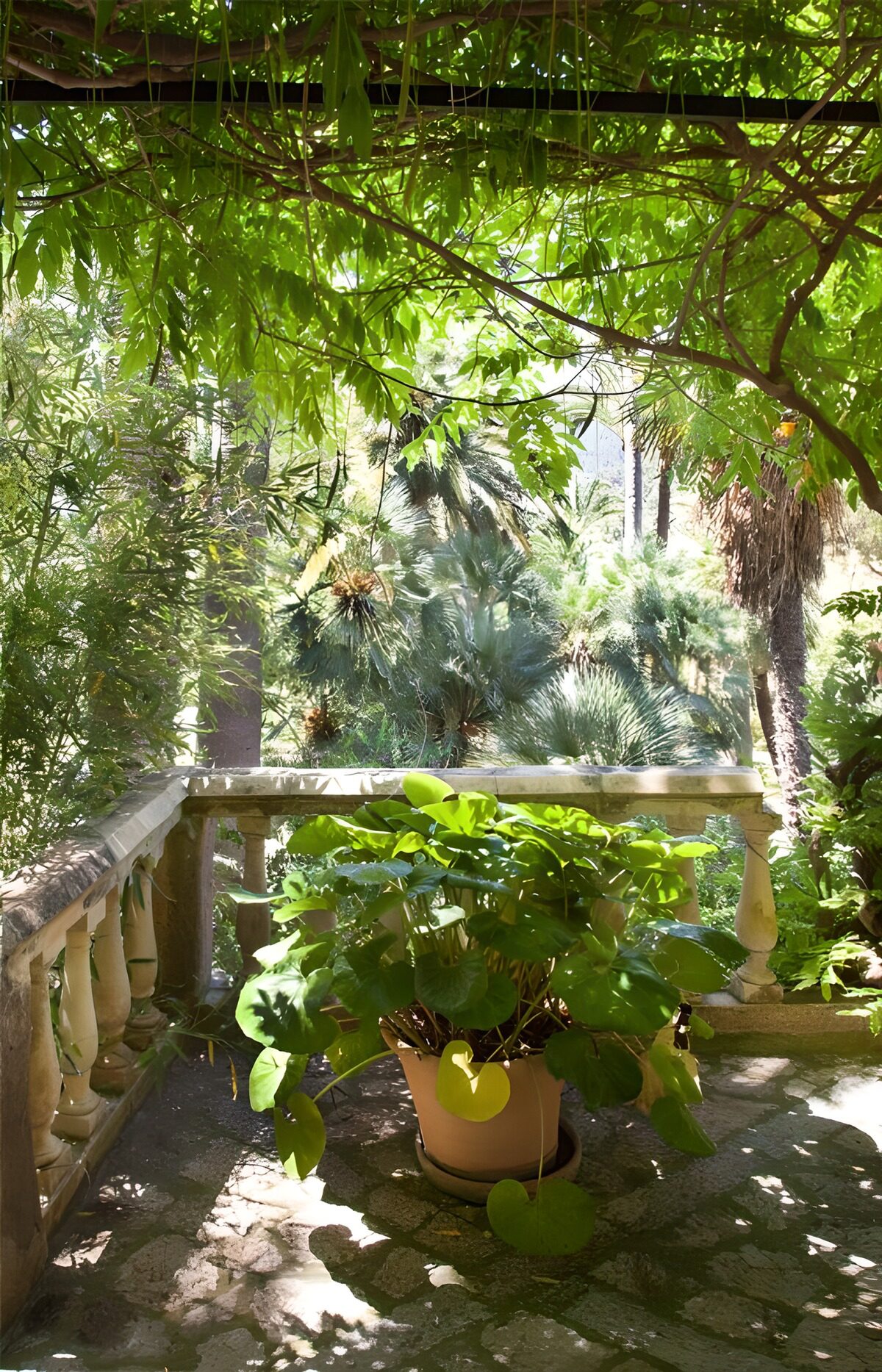 Potted plant on a sun-dappled terrace
