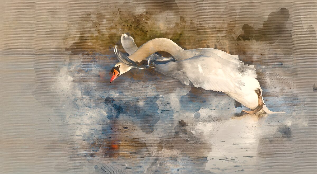 White swan over blue-grey water